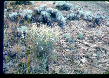 Astragalus cusickii var. packardiae plant in SW Idaho 2