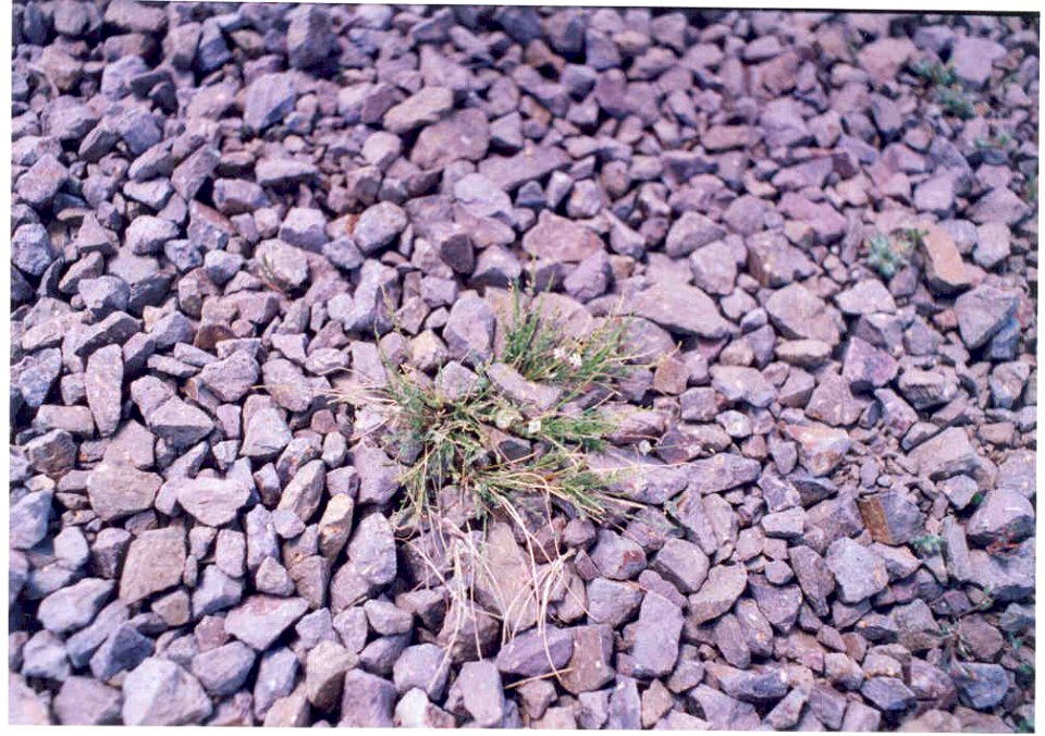 Astragalus yoder-williamsii in SW Idaho