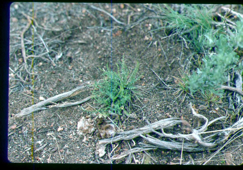 Astragalus yoder-williamsii plant in SW Idaho