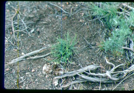 Astragalus yoder-williamsii plant in SW Idaho