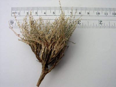 Astragalus yoder-williamsii specimen in SW Idaho