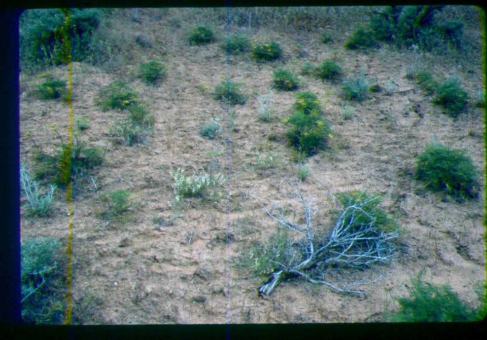 Astragalus mulfordiae habitat in SW Idaho 2