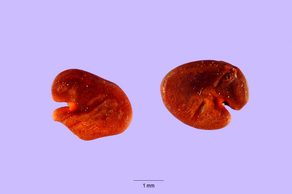 Astragalusceramicus1