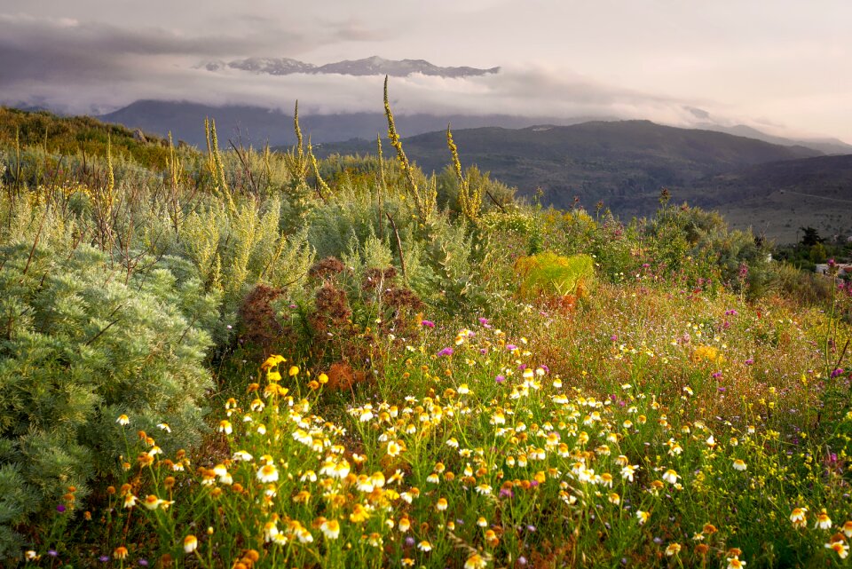 Sky field flower meadow