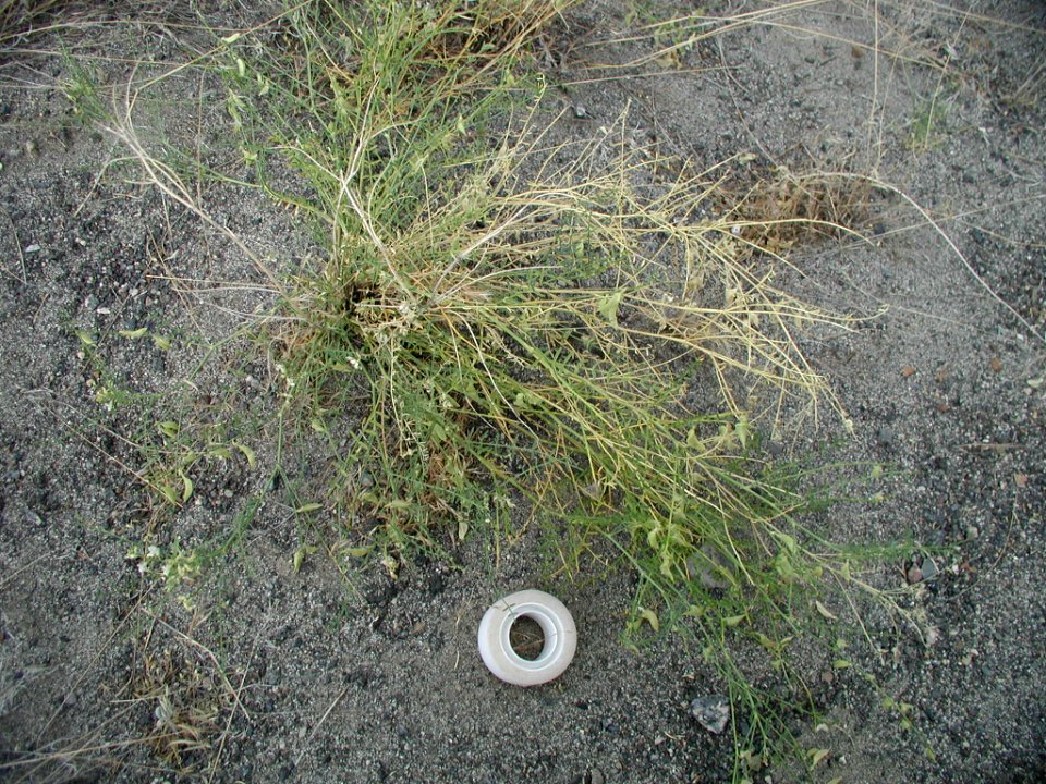 Astragalus mulfordiae plant in SW Idaho 3