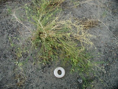 Astragalus mulfordiae plant in SW Idaho 3