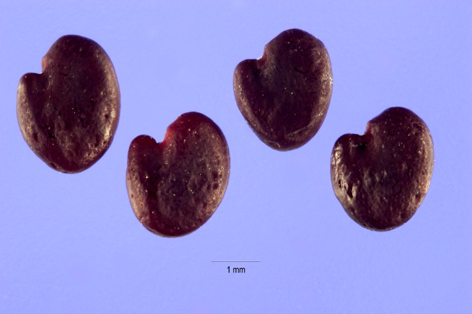 Astragaluspurshii