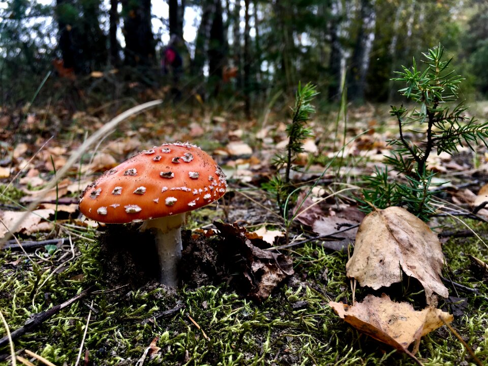 Boletus toadstool fall
