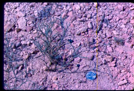 Astragalus sterilis plant in SE Oregon