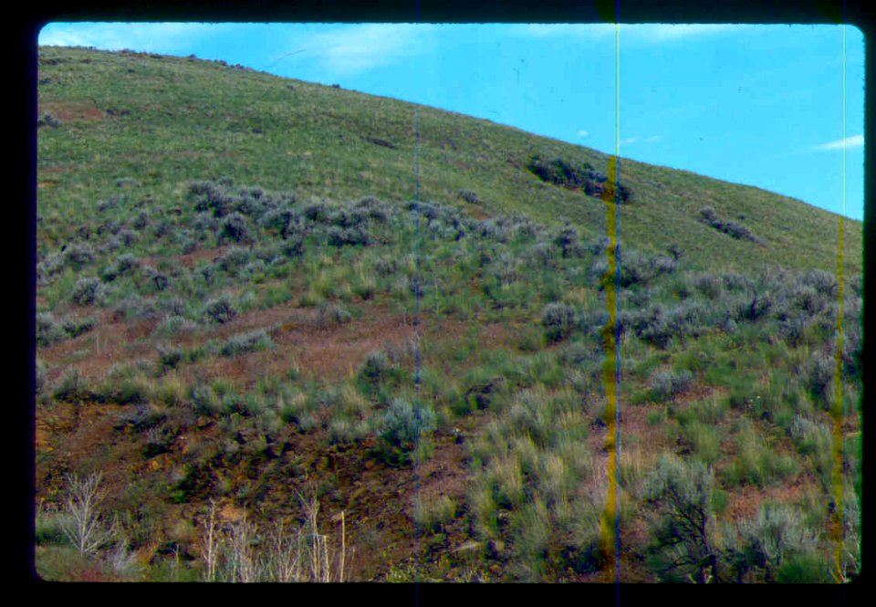 Astragalus vallaris habitat in SW Idaho