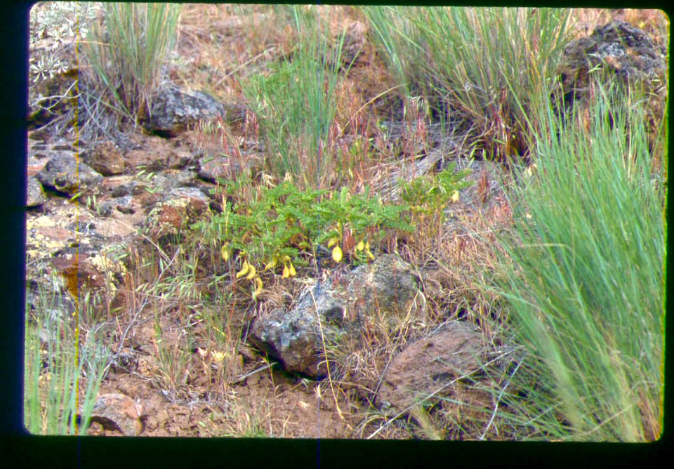 Astragalus vallaris plant fruiting in SW Idaho