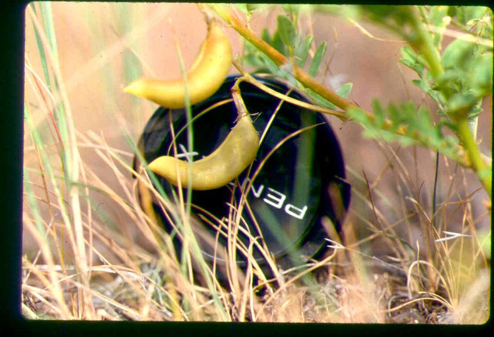 Astragalus vallaris pods in SW Idaho