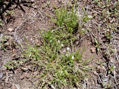Astragalus yoder-williamsii flower in SW Idaho