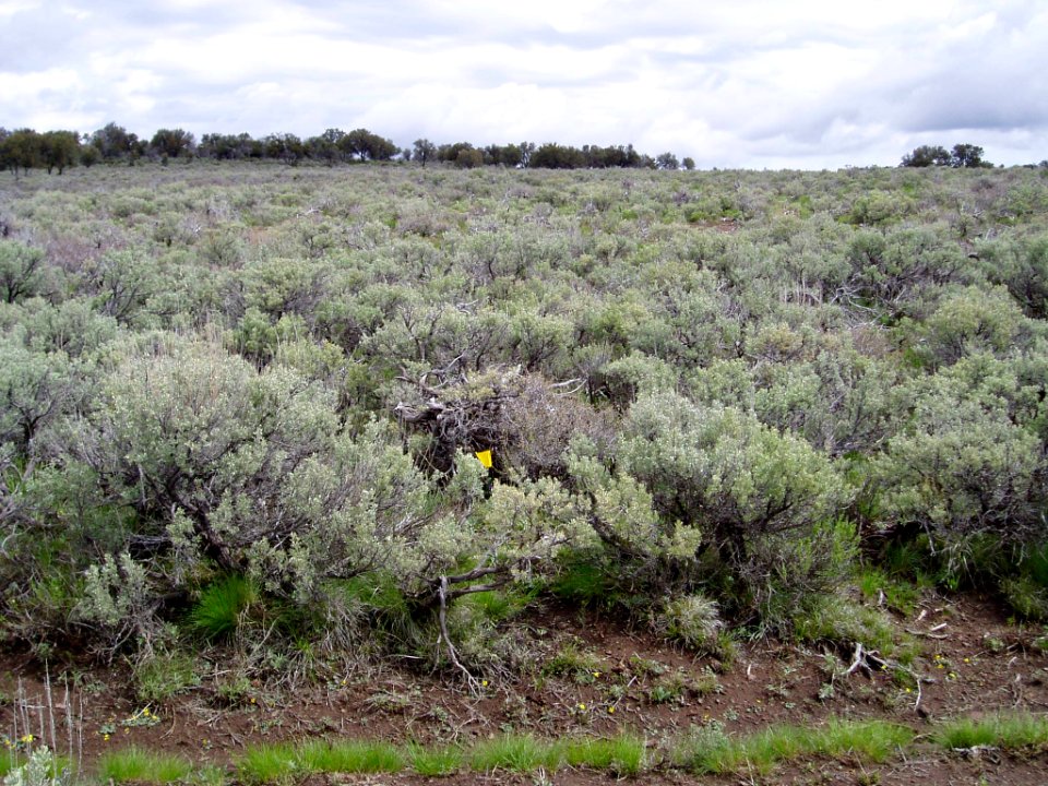 Astragalus yoder-williamsii habitat in SW Idaho