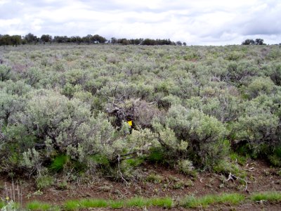 Astragalus yoder-williamsii habitat in SW Idaho