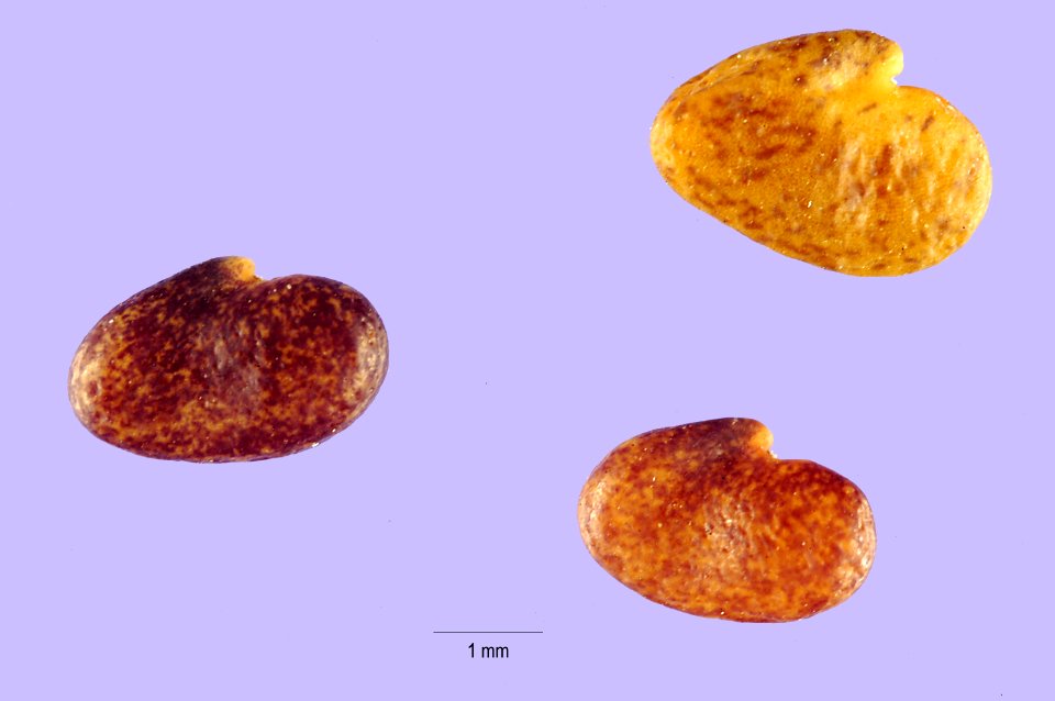 Astragalusandersonii