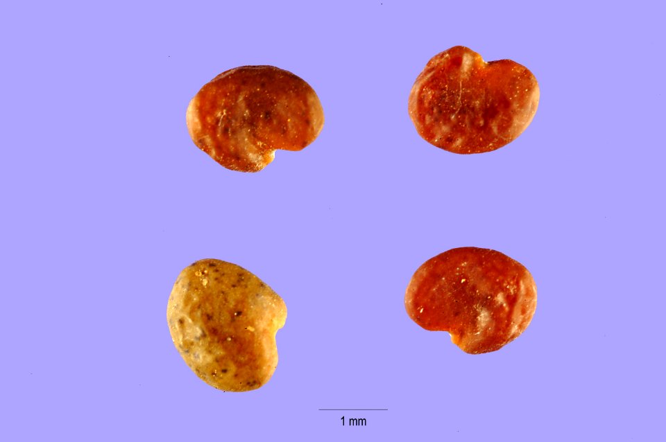 Astragalusdistortus