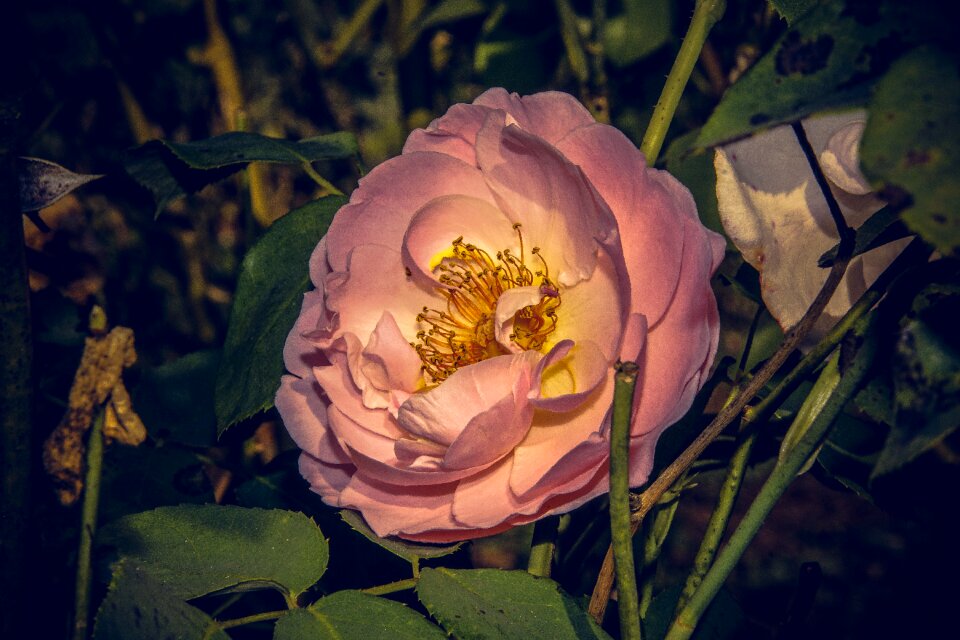 Close up rosaceae velvet