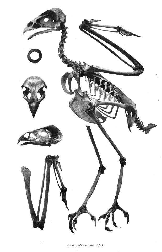 Astur palumbarius 148