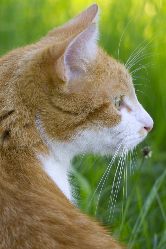 Cat cat in the grass bright cat photo