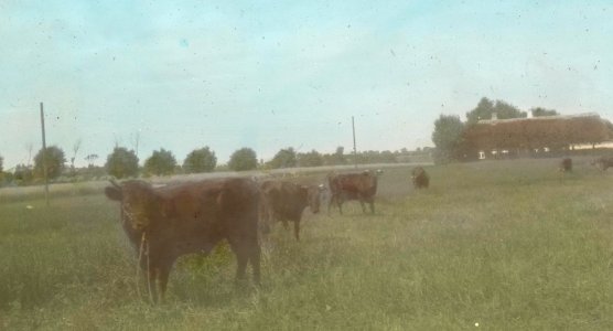 At a larger Farmstead 4815149167 o