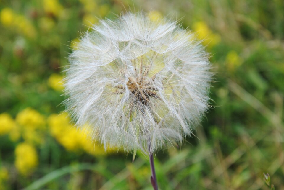 Plant flower summer