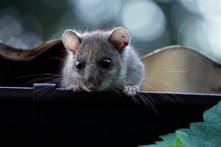 Dusk twilight rodent