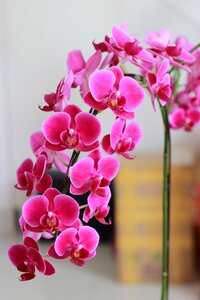 Natural scenery spring flowers
