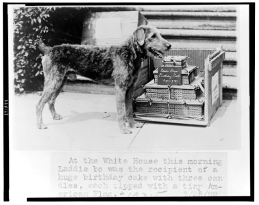 At the White House this morning Laddie bo(y) was the recipient of a huge birthday cake with three candles, each tipped with a tiny American flag LCCN2002712370
