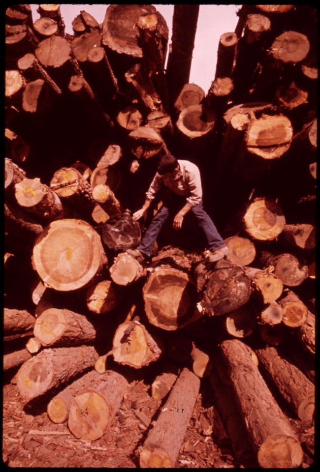 At-pickering-lumberyard-forester-joe-dillard-inspects-stack-of-lots-trucked-in-from-burn-area-september-1973 7153154407 o