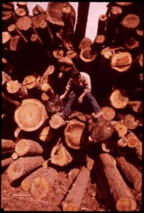 At-pickering-lumberyard-forester-joe-dillard-inspects-stack-of-lots-trucked-in-from-burn-area-september-1973 7153154407 o