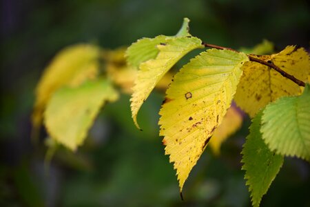 September autumn colors yellow
