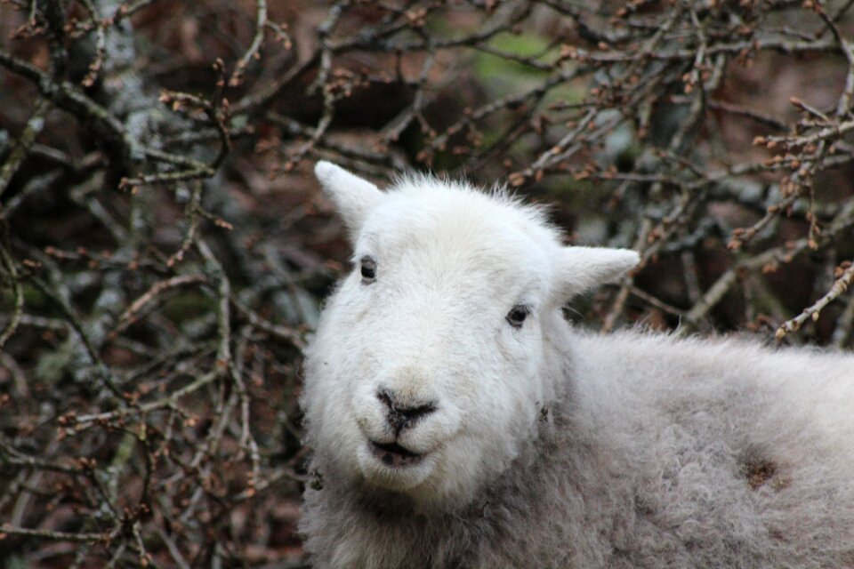 Nature lamb cumbria