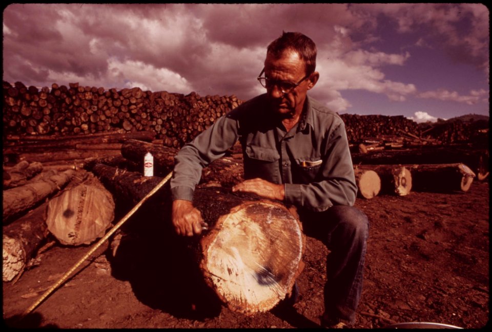 At-the-pickering-lumberyard-head-scaler-guy-efird-inspects-logs-trucked-in-from-burn-area-september-1973 7153142853 o