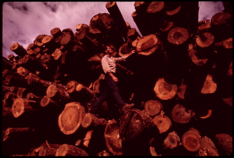 At-pickering-lumberyard-forester-joe-dillard-inspects-stack-of-logs-trucked-in-from-burn-area-september-1973 7007063058 o