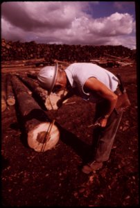 At-pickering-lumberyard-scaler-measures-logs-trucked-in-from-burn-area-september-1973 7153146055 o