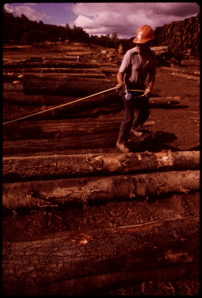 At-pickering-lumberyard-scaler-measures-logs-trucked-in-from-burn-area-crews-racing-to-beat-fall-snows-worked-so-fast-that-logs-were-not-stacked-but-dumped-in-random-piles-september-1973 7153149381 o