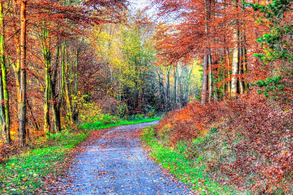 Nature hiking forest path