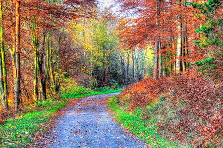 Nature hiking forest path photo