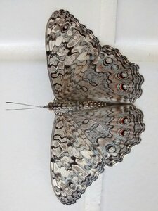 Insects colorful butterfly garden
