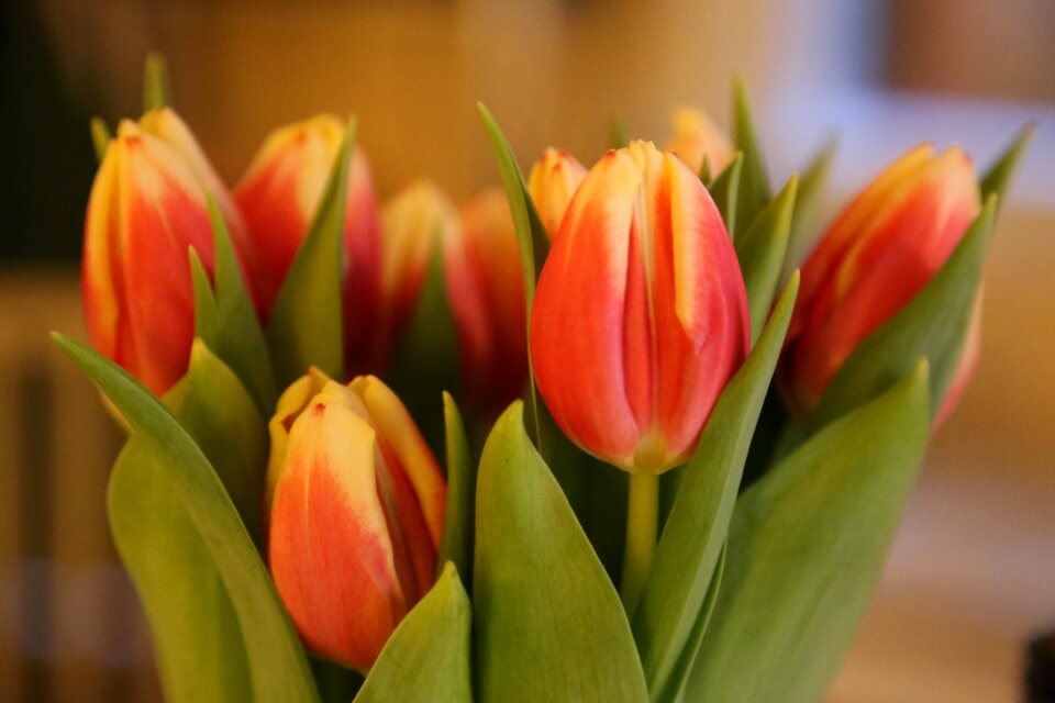 Easter bouquet plant