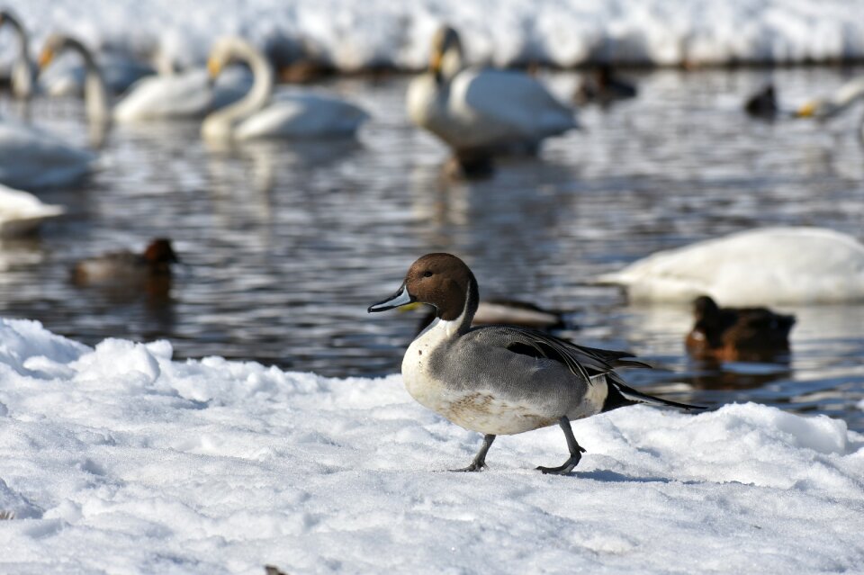 Bird wild birds waterfowl