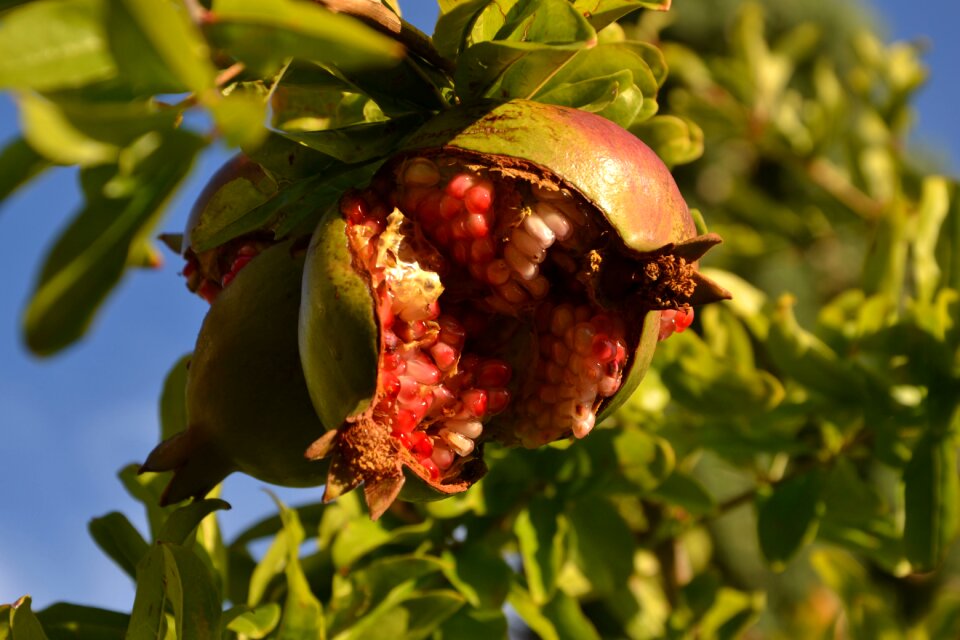 Ripe fruit the fruit red garnet