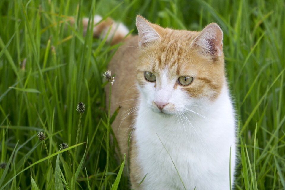Cat in the grass cat blows through the grass bright cat