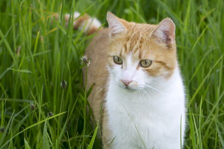 Cat in the grass cat blows through the grass bright cat