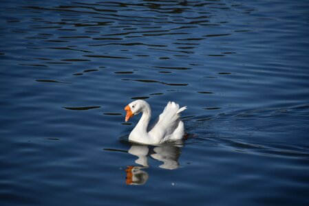 Lake wildlife swan goose