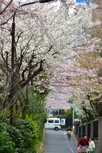 Cherry blossom full open trail