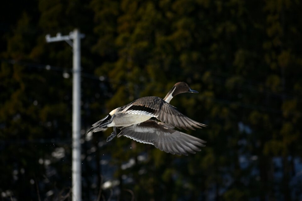 Waterfowl fields duck