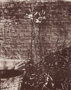 Atget, Eugène - Lilien (Zeno Fotografie)