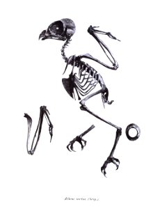 Athene noctua 91